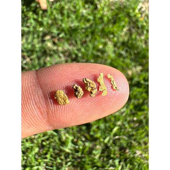 California Gold Nuggets in Display Case - 0.23 grams - Picture 3 of 6